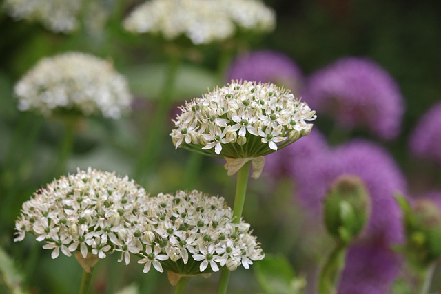 Pielęgnacja ogrodów Warszawa
